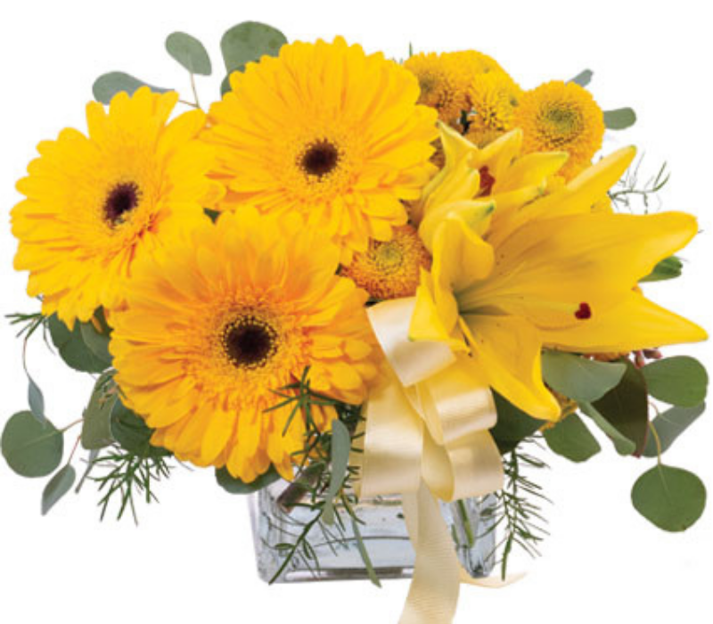 Close-up of bright yellow marigold flowers with layered petals and green leaves