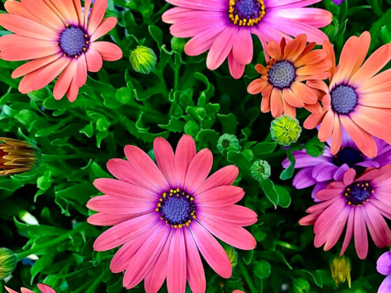 May Flowers