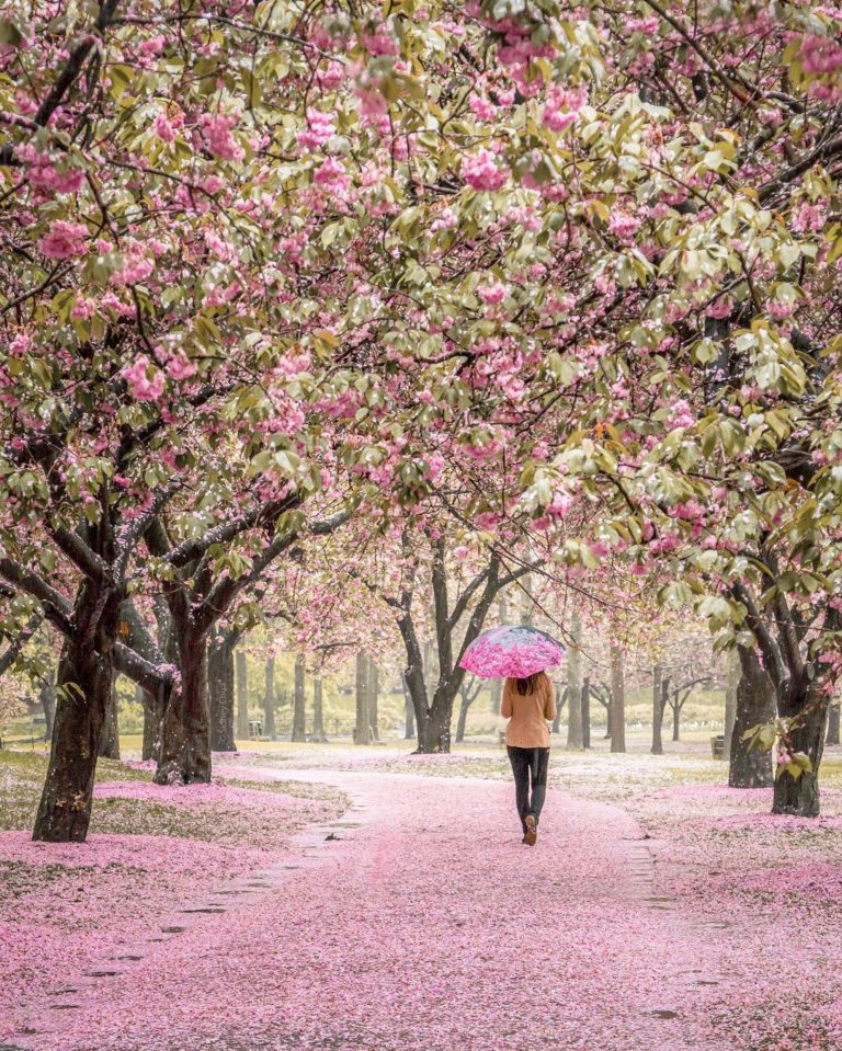 Our Guide to the Best Places to See Cherry Blossoms Bloom in New York