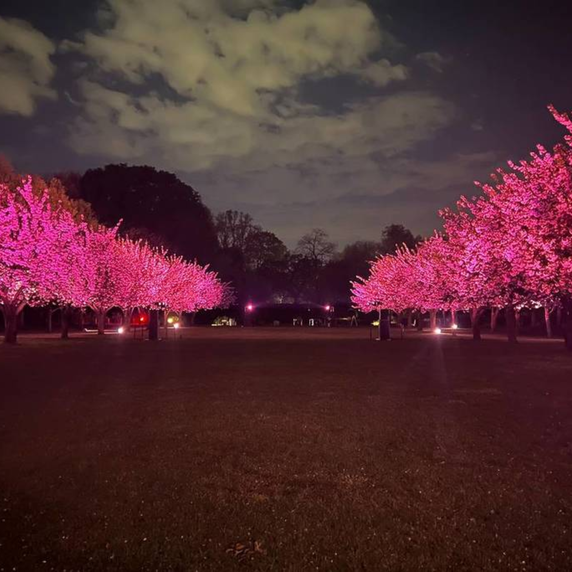 Rows of trees glowing with bright pink lights under a dark, cloudy night sky