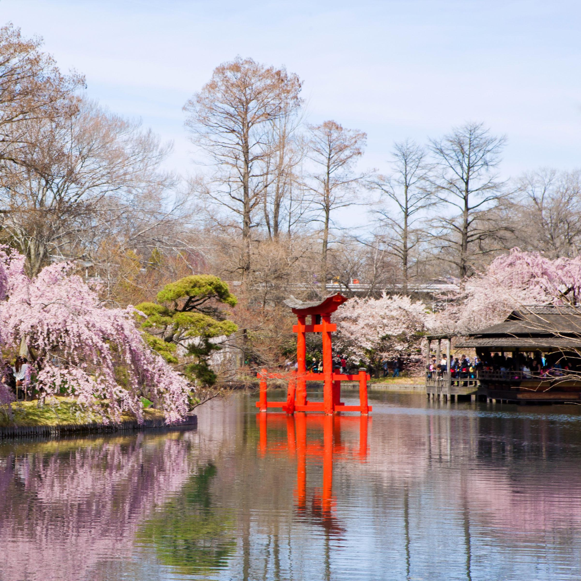 Red torii gate reflected in a pond surrounded by cherry blossoms and a pavilion
