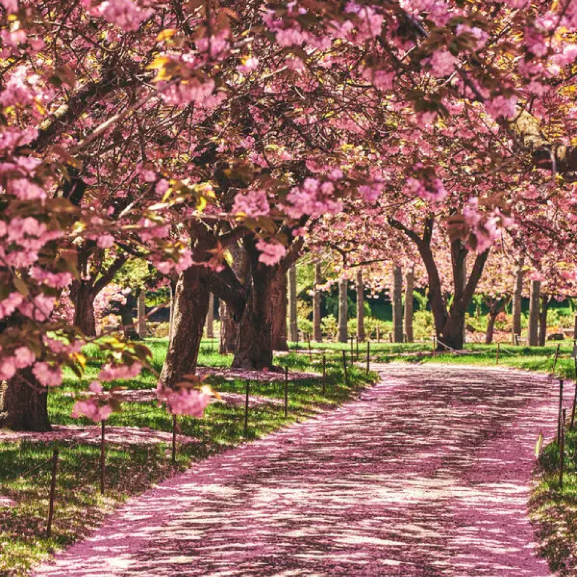 Pathway under blooming cherry blossom trees with pink petals scattered on the ground