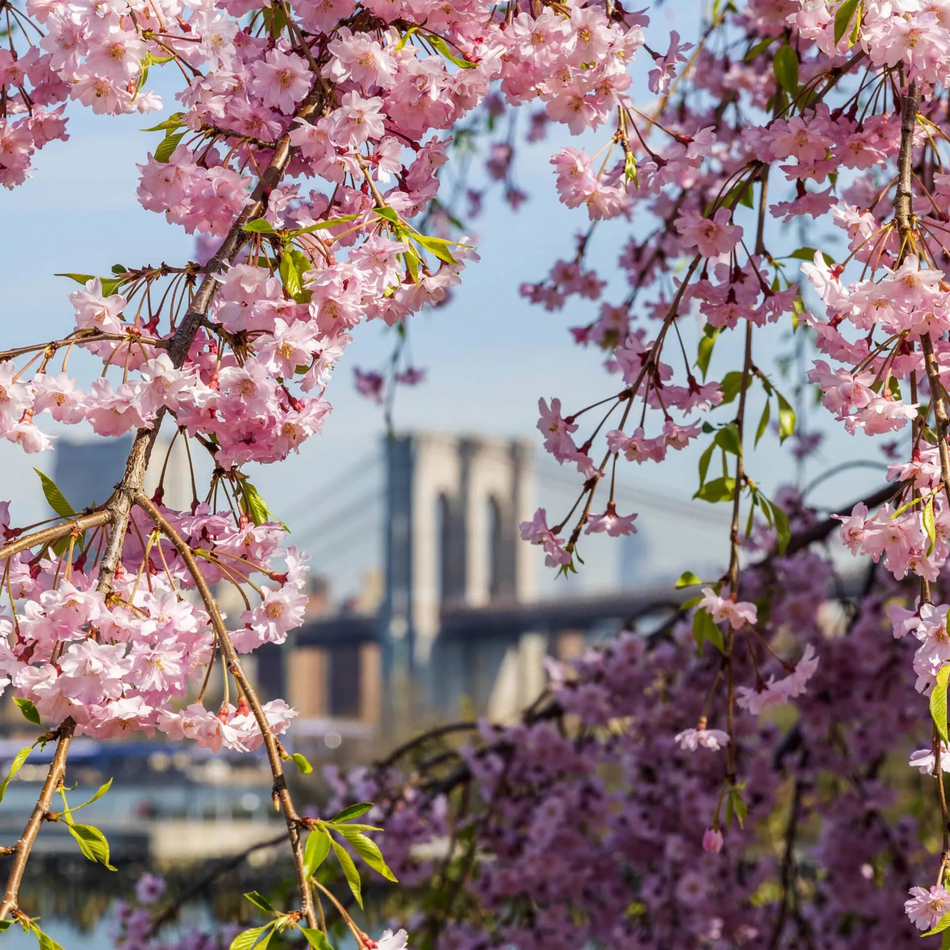 Cherry blossom branches in full bloom framing the Brooklyn Bridge