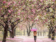Our Guide to the Best Places to See Cherry Blossoms in Brooklyn
