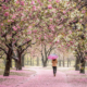 Our Guide to the Best Places to See Cherry Blossoms in Brooklyn