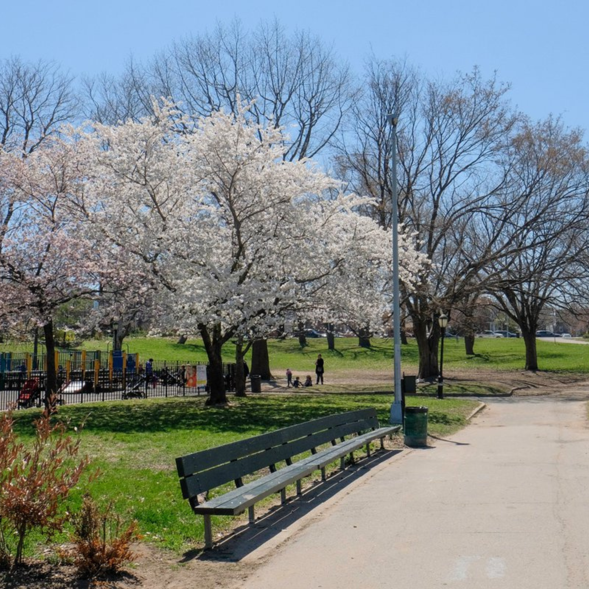 Cherry Blossoms in Brooklyn: Cherry blossom trees in bloom beside a park pathway with a playground in the background