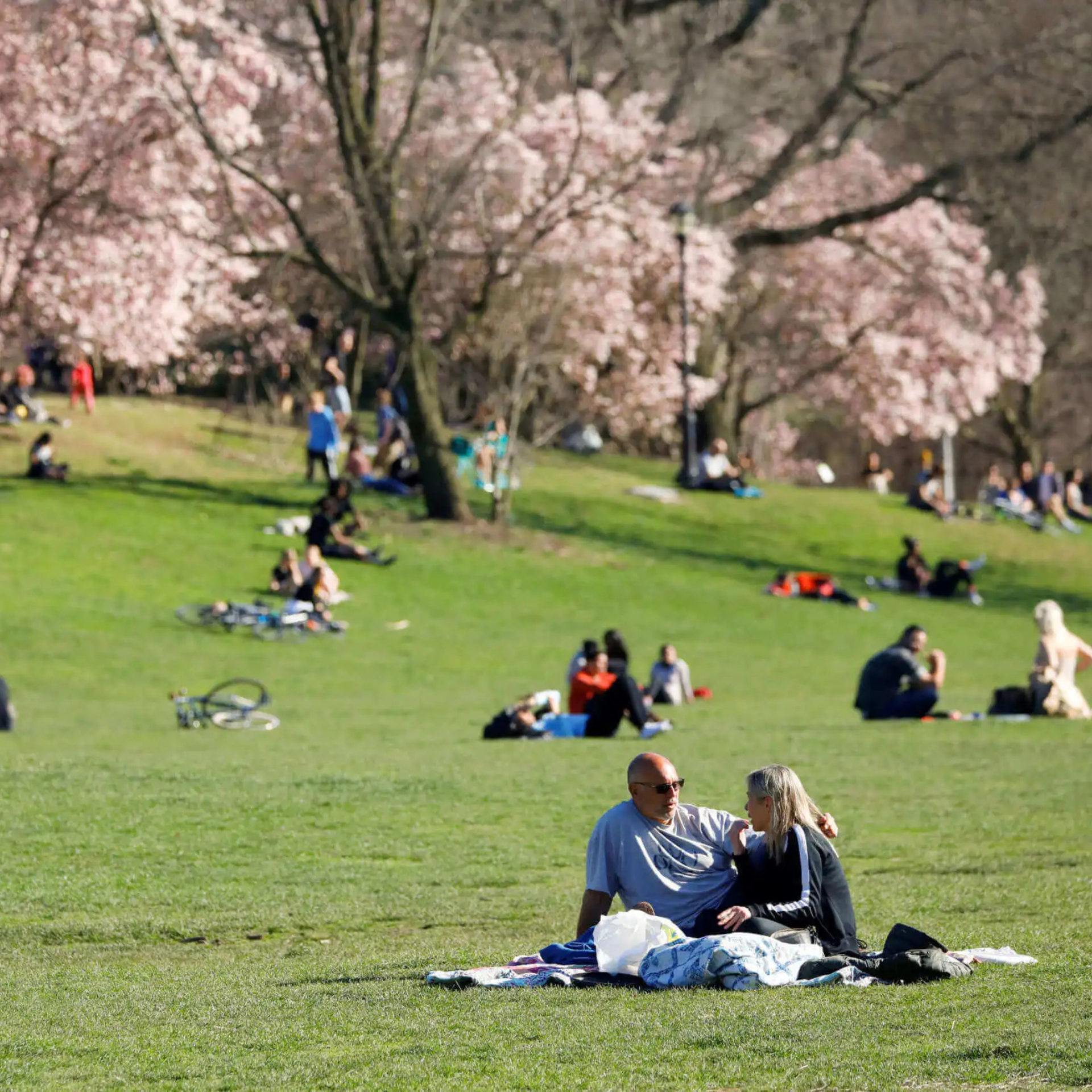 People relaxing on a grassy park field with blooming trees in spring