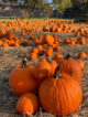 Pumpkin-Picking
