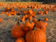 Pumpkin-Picking