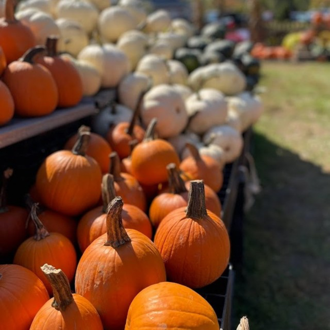 Pumpkin Patches