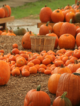 Pumpkin Patches in and Around New York City