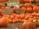 Pumpkin Patches in and Around New York City