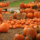 Pumpkin Patches in and Around New York City