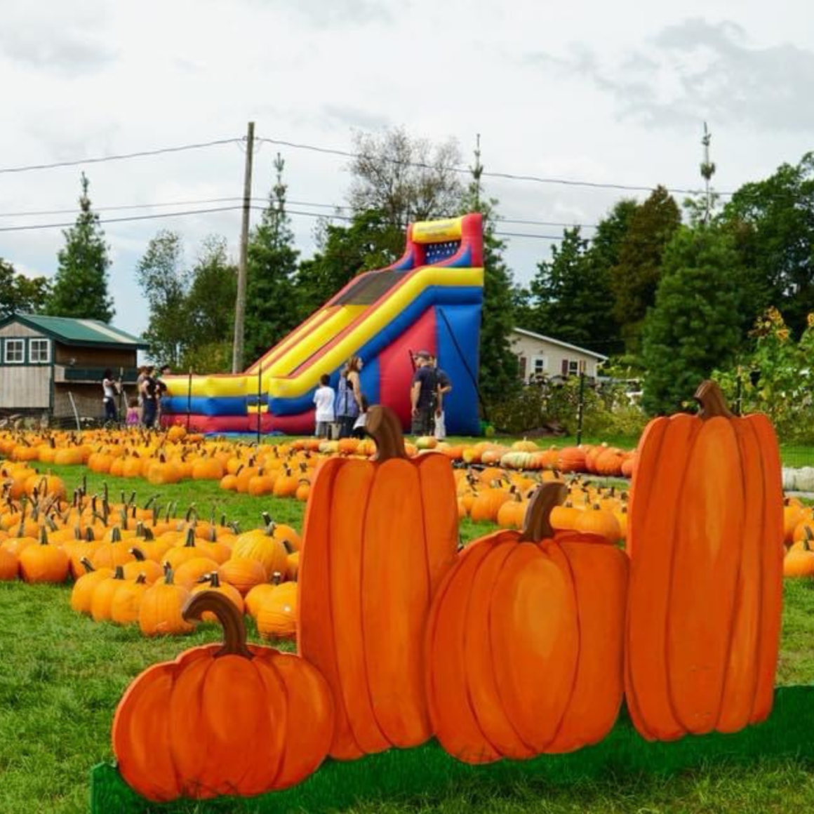 Pumpkin Patches