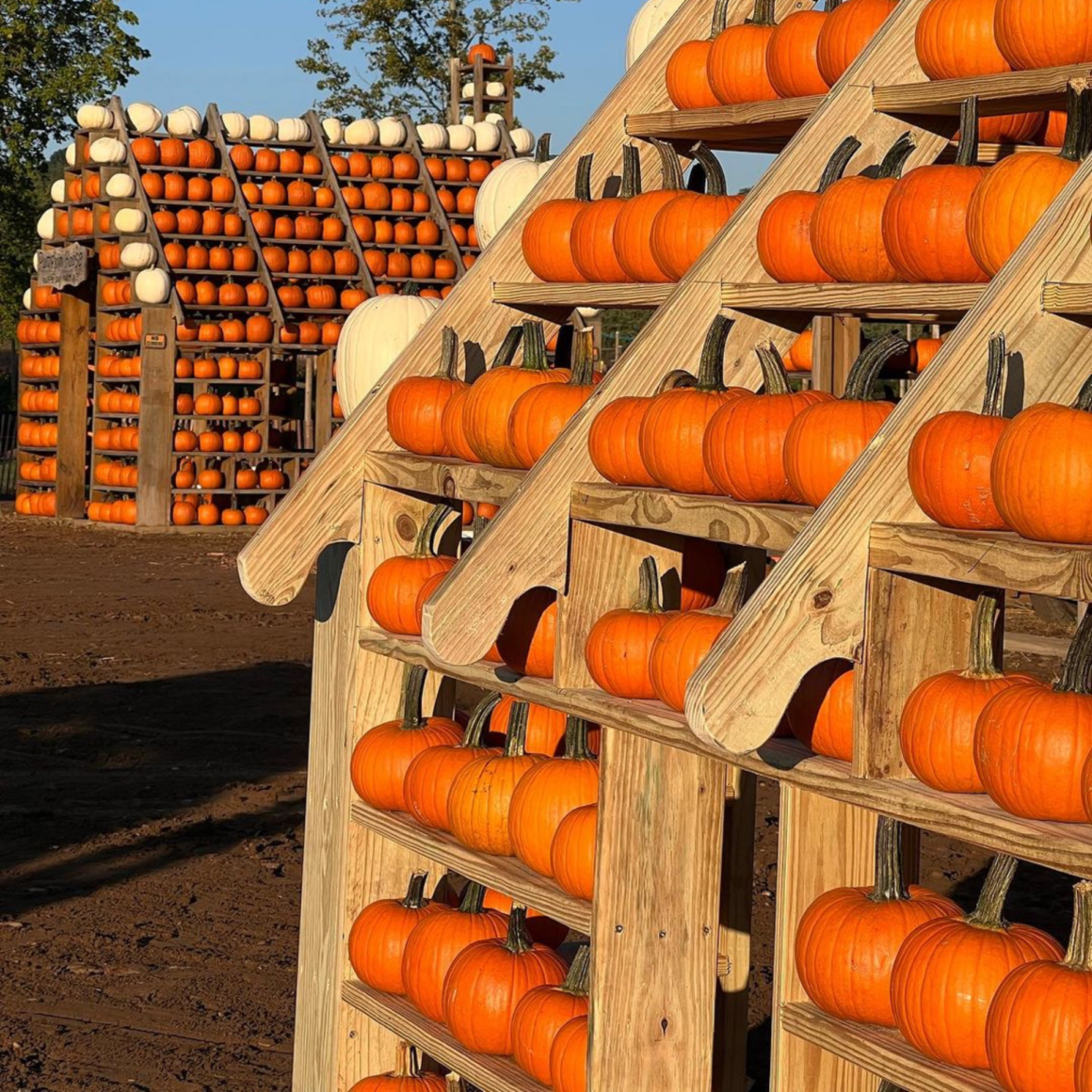 Pumpkin-Picking