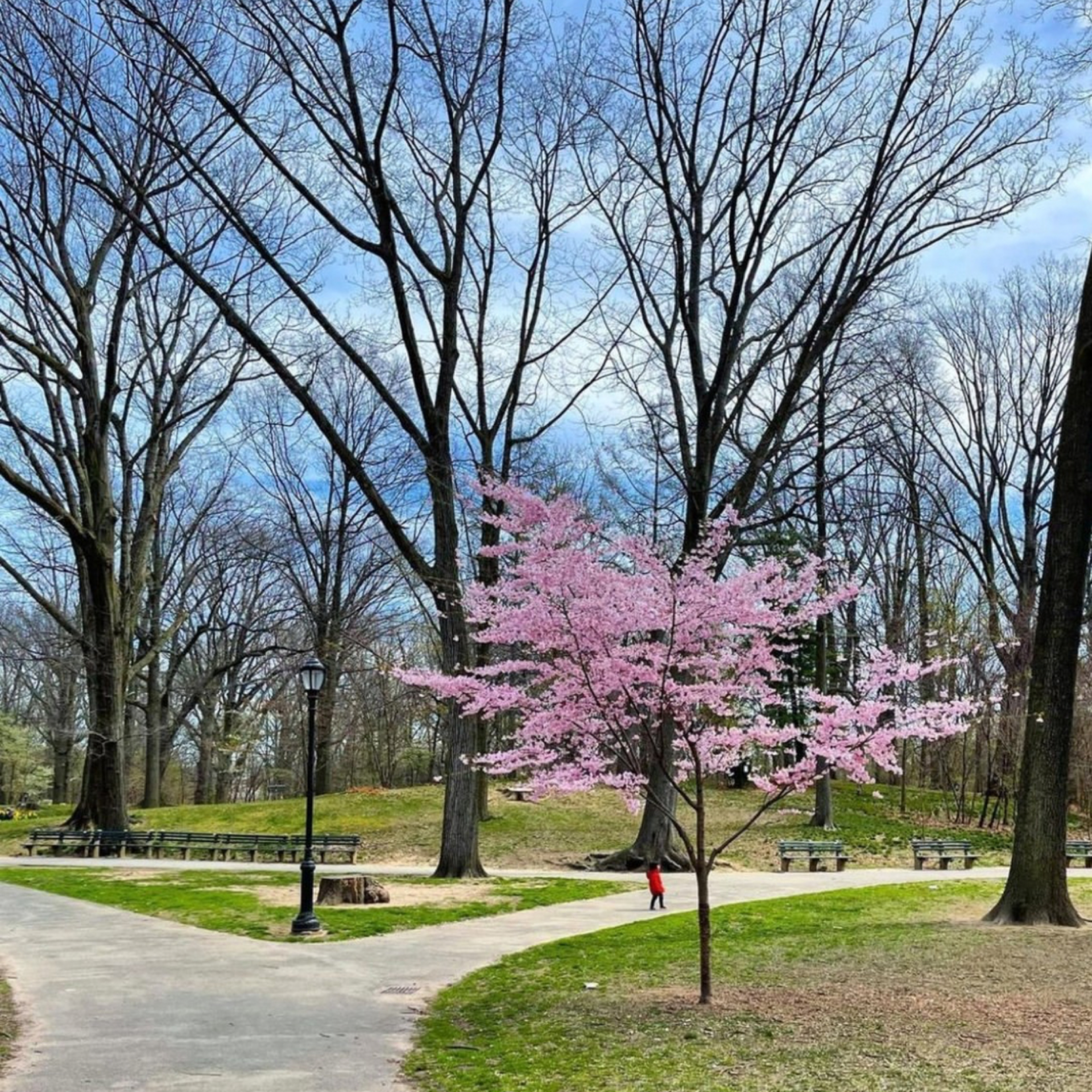 Cherry blossom in nyc