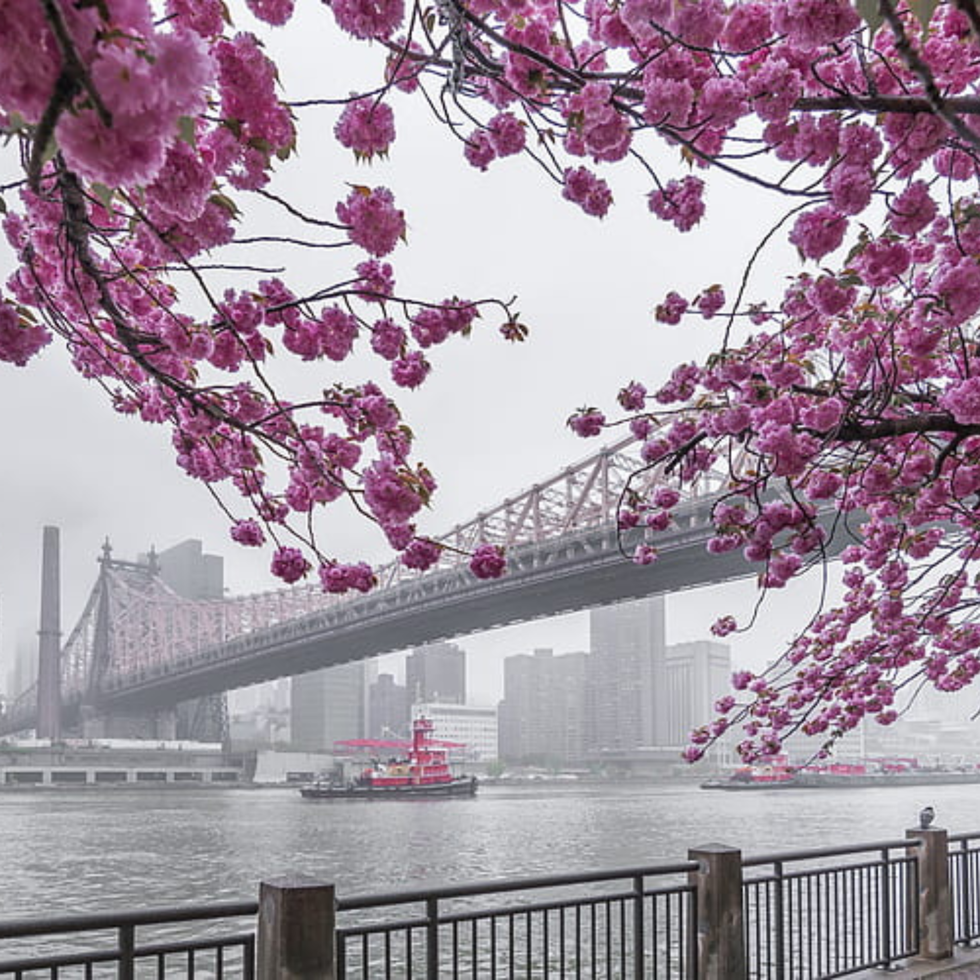 Cherry Blossom in NYC