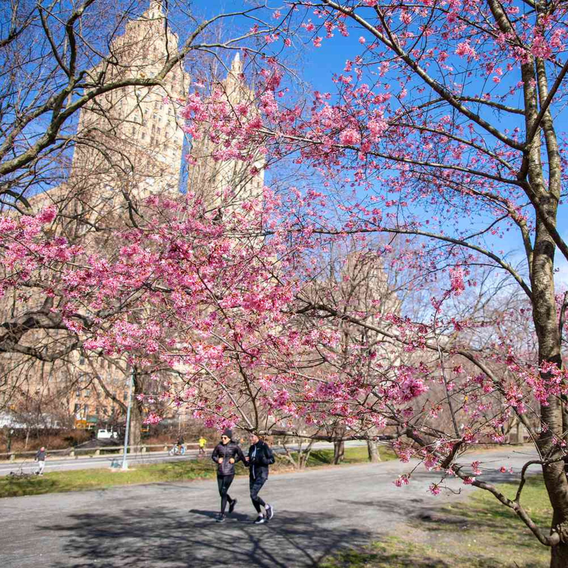 Cherry Blossom in NYC