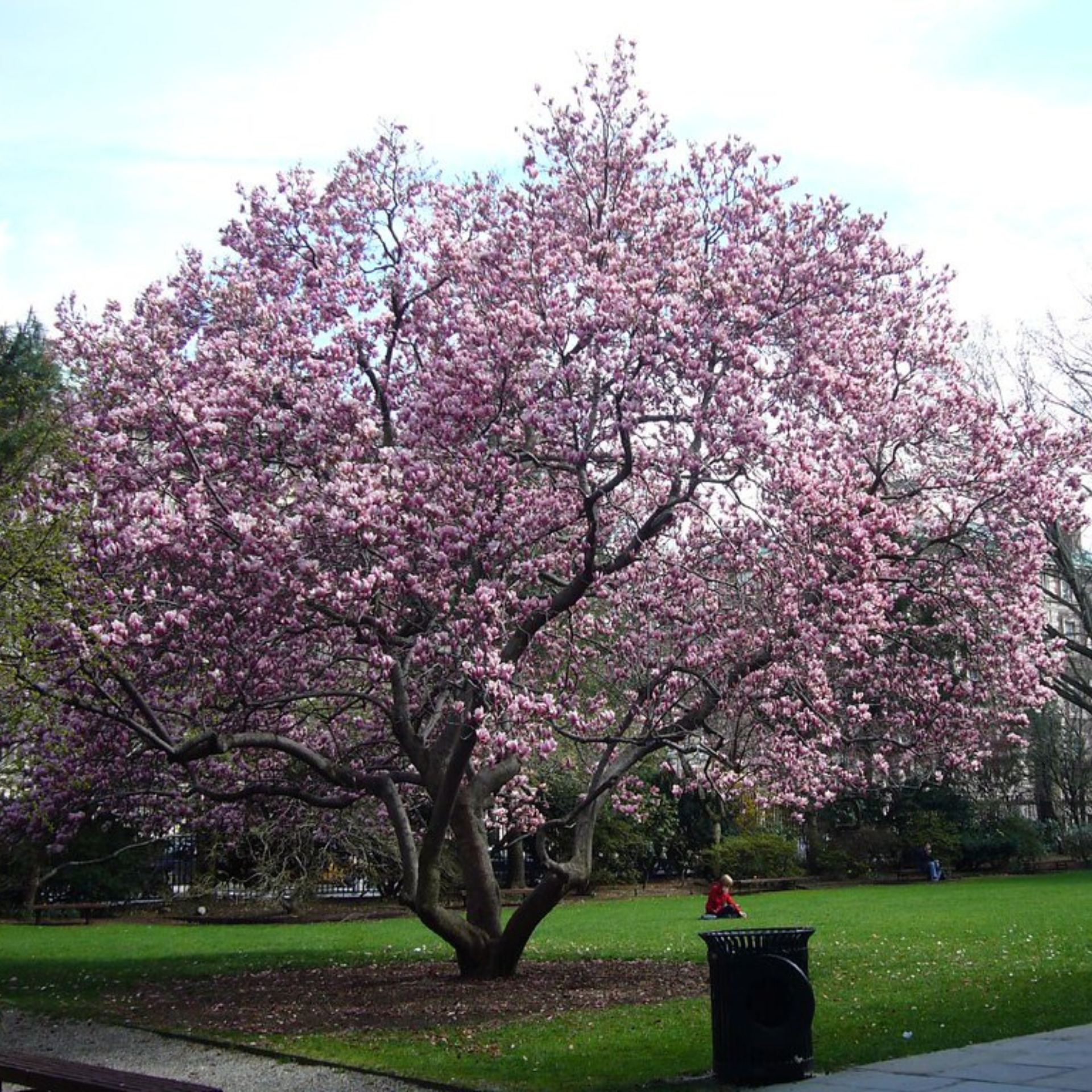 Cherry Blossoms In NYC