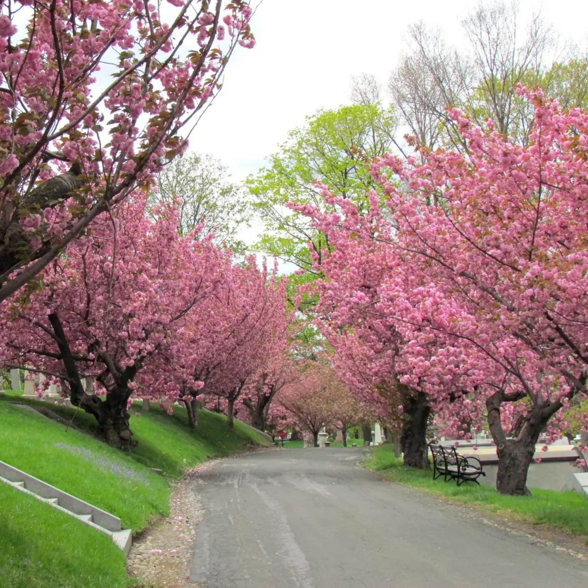 Cherry Blossom in NYC