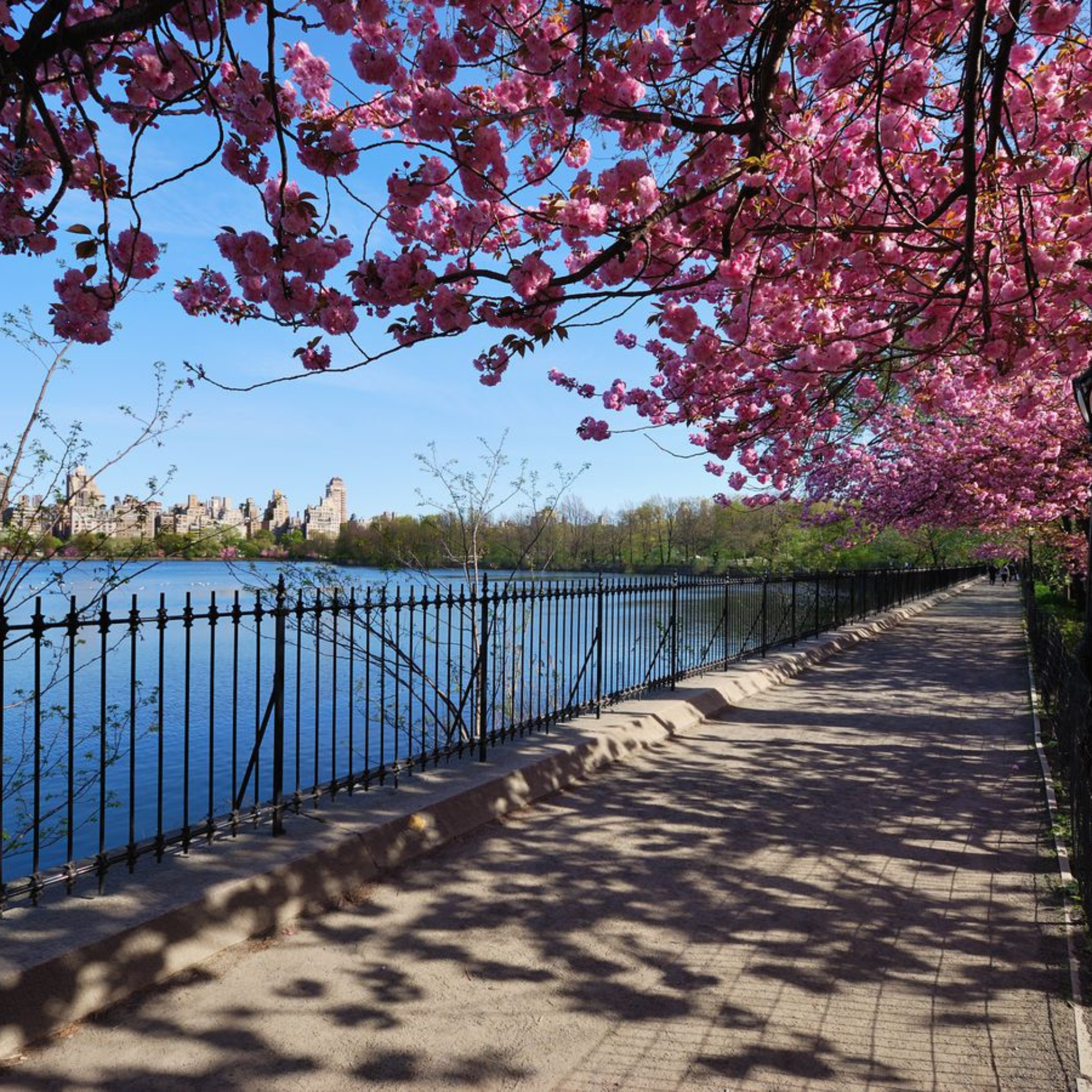 Cherry Blossom in NYC
