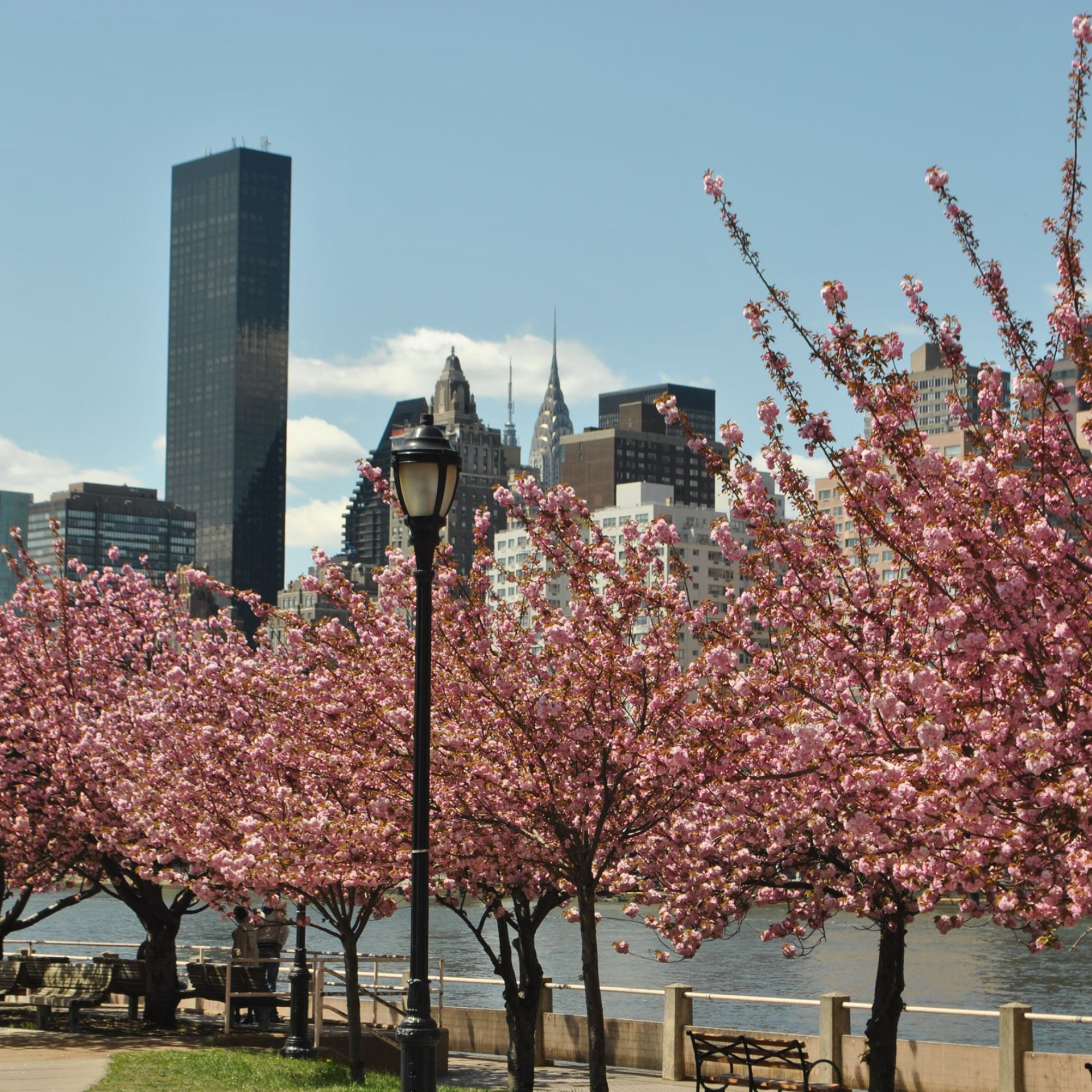 Cherry Blossom in NYC