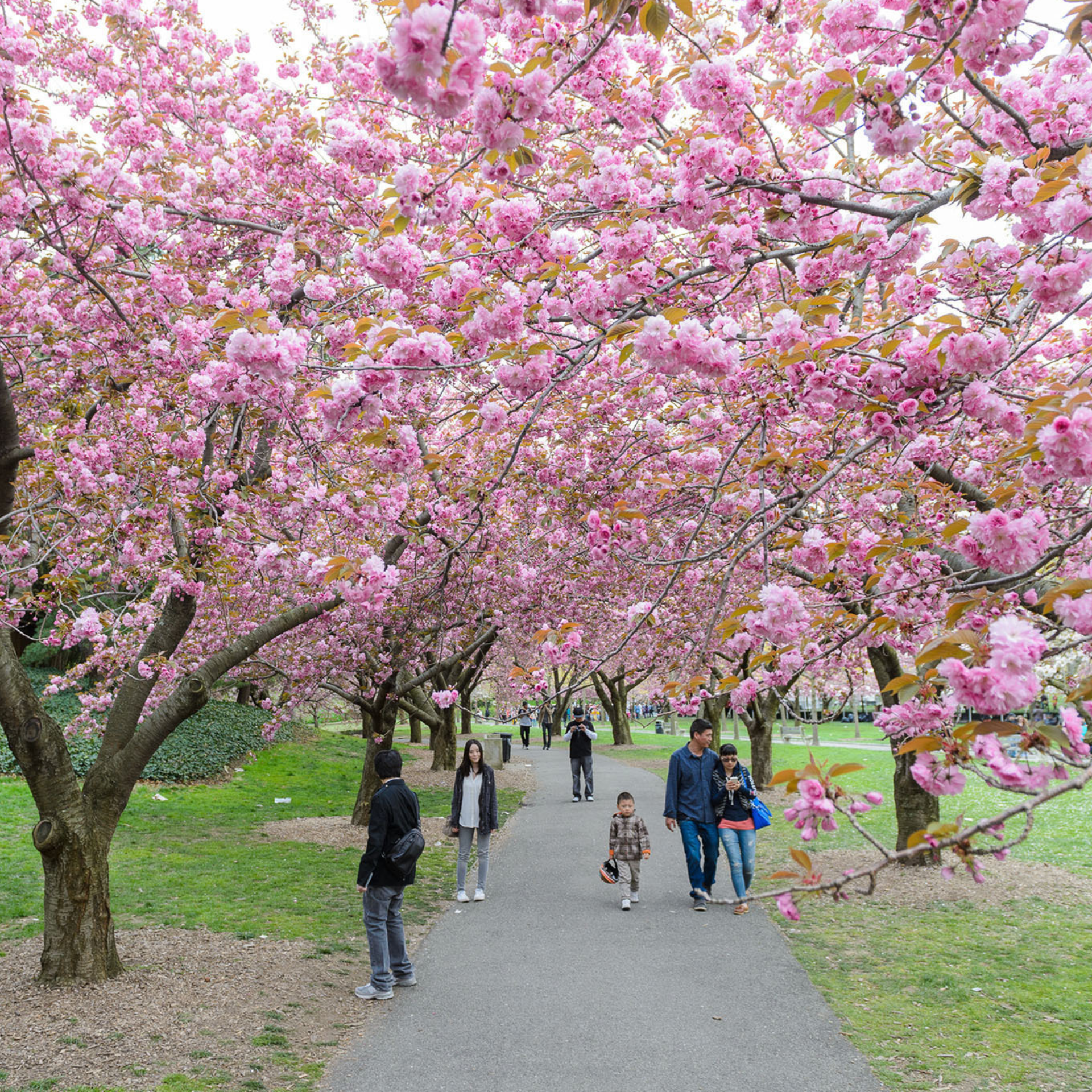 Cherry Blossom in NYC