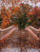 Autumn Foliage in Central Park at Bow Bridge