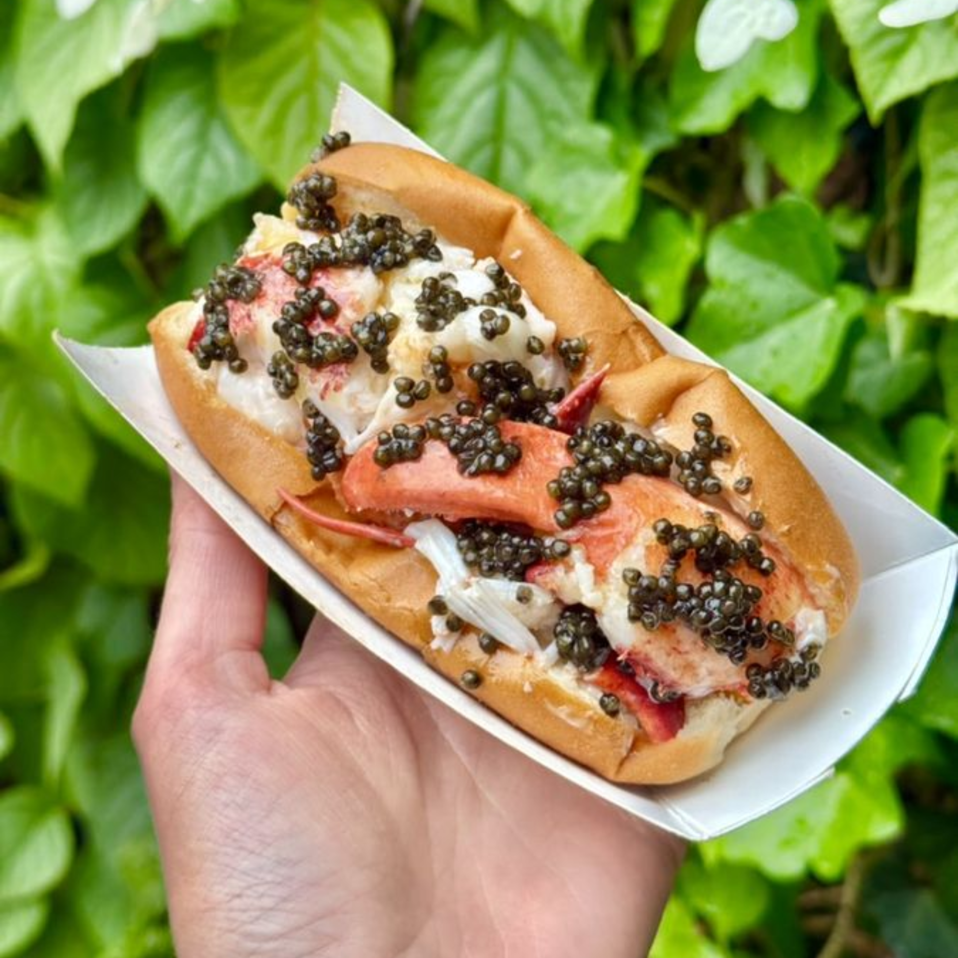 Hand holding lobster roll topped with black caviar