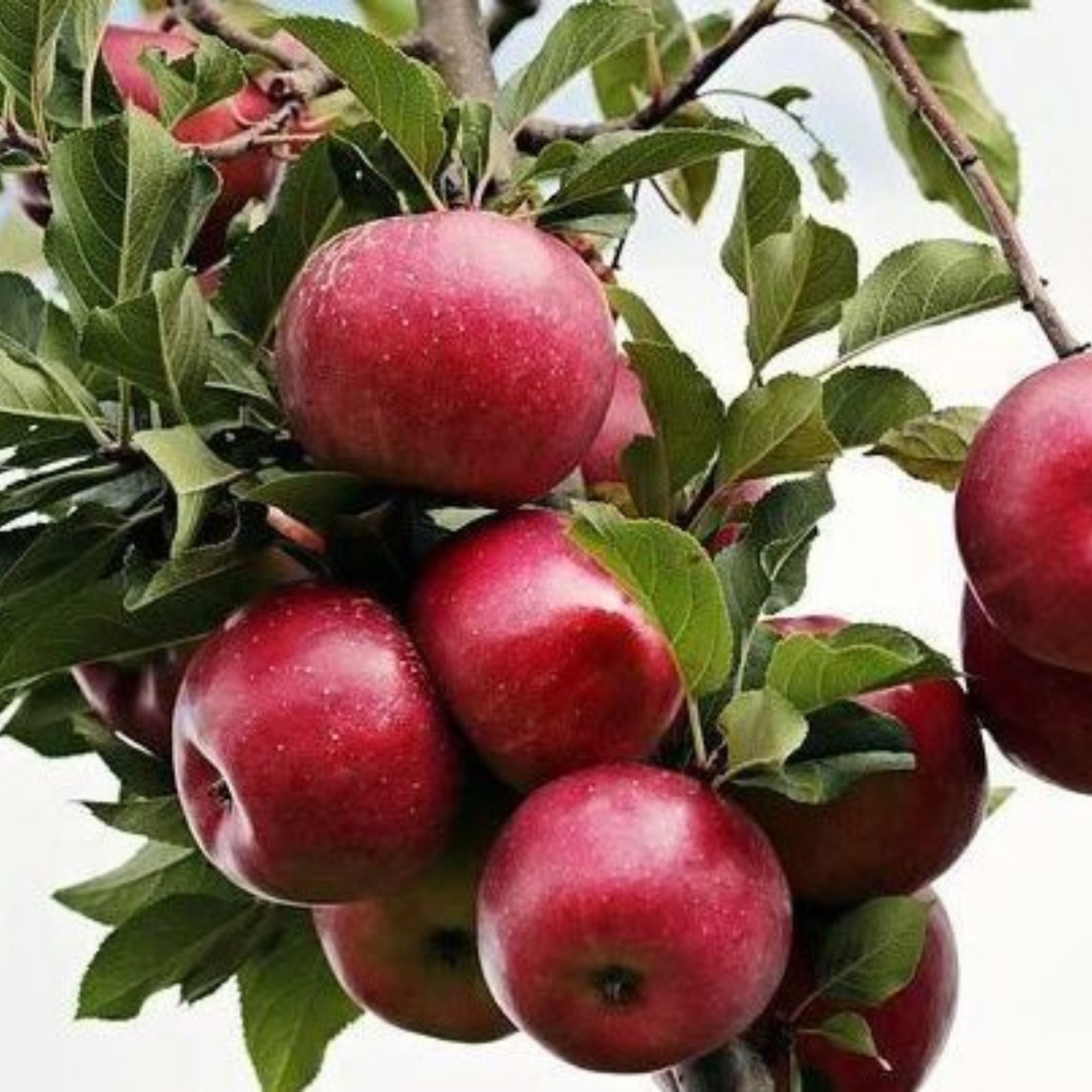 Cluster of ripe red apples on leafy branch against sky