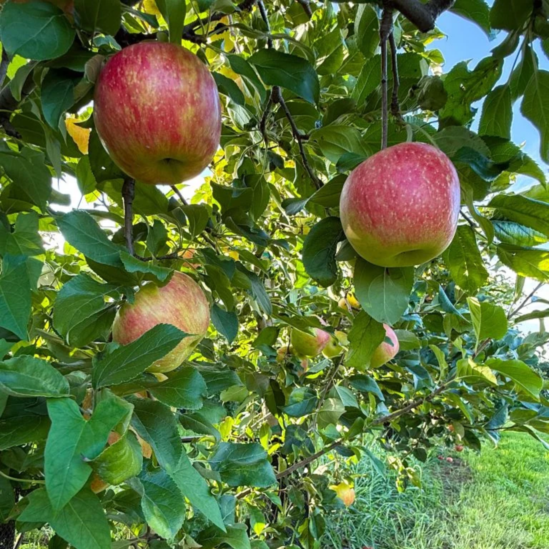 Red and yellow apples hanging on sunlit tree branches