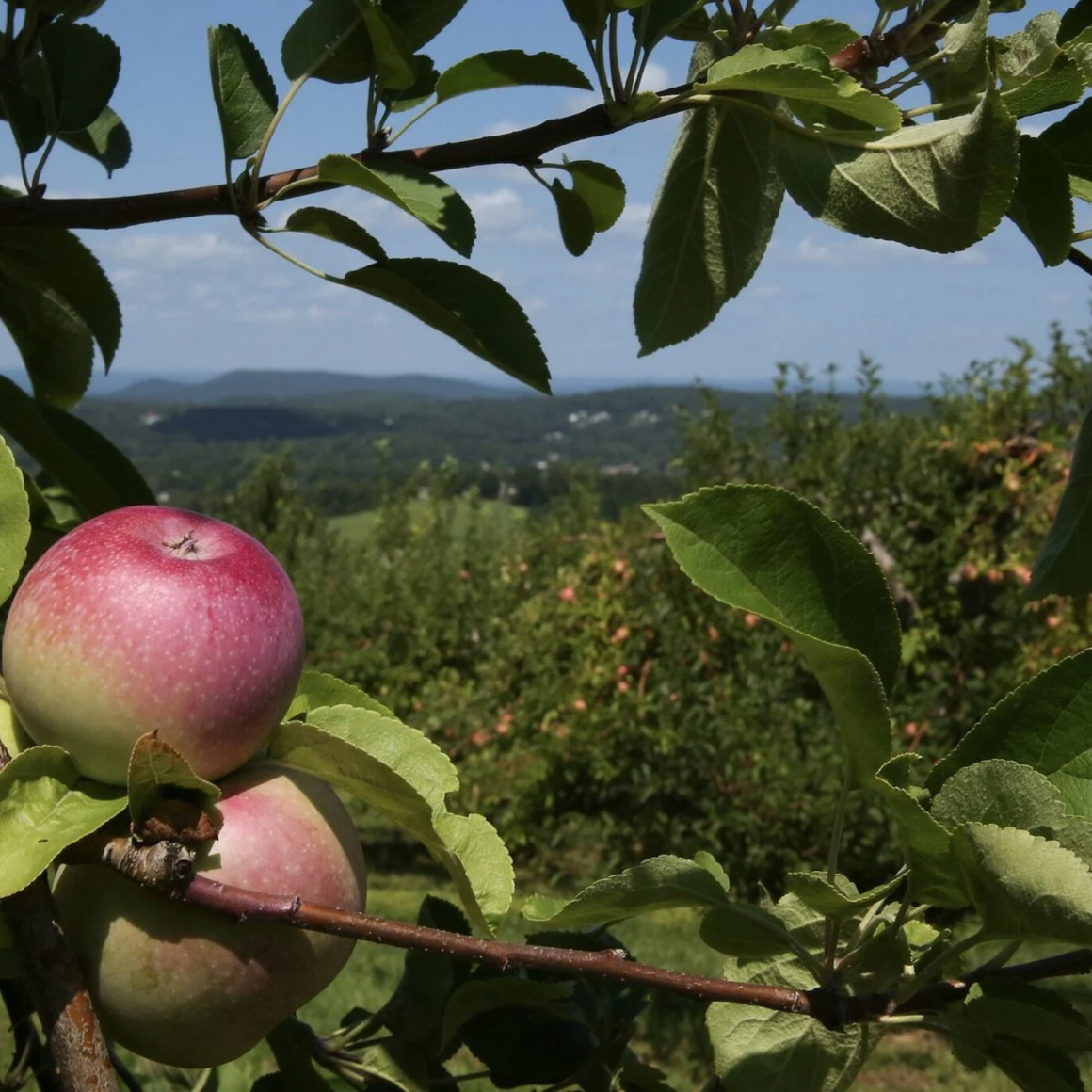 Two apples on tree branch with orchard and hills beyond