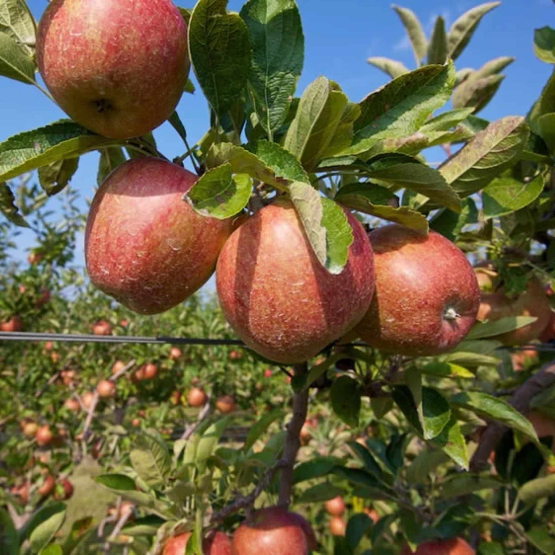 Ripe red apples on tree branches in sunny orchard