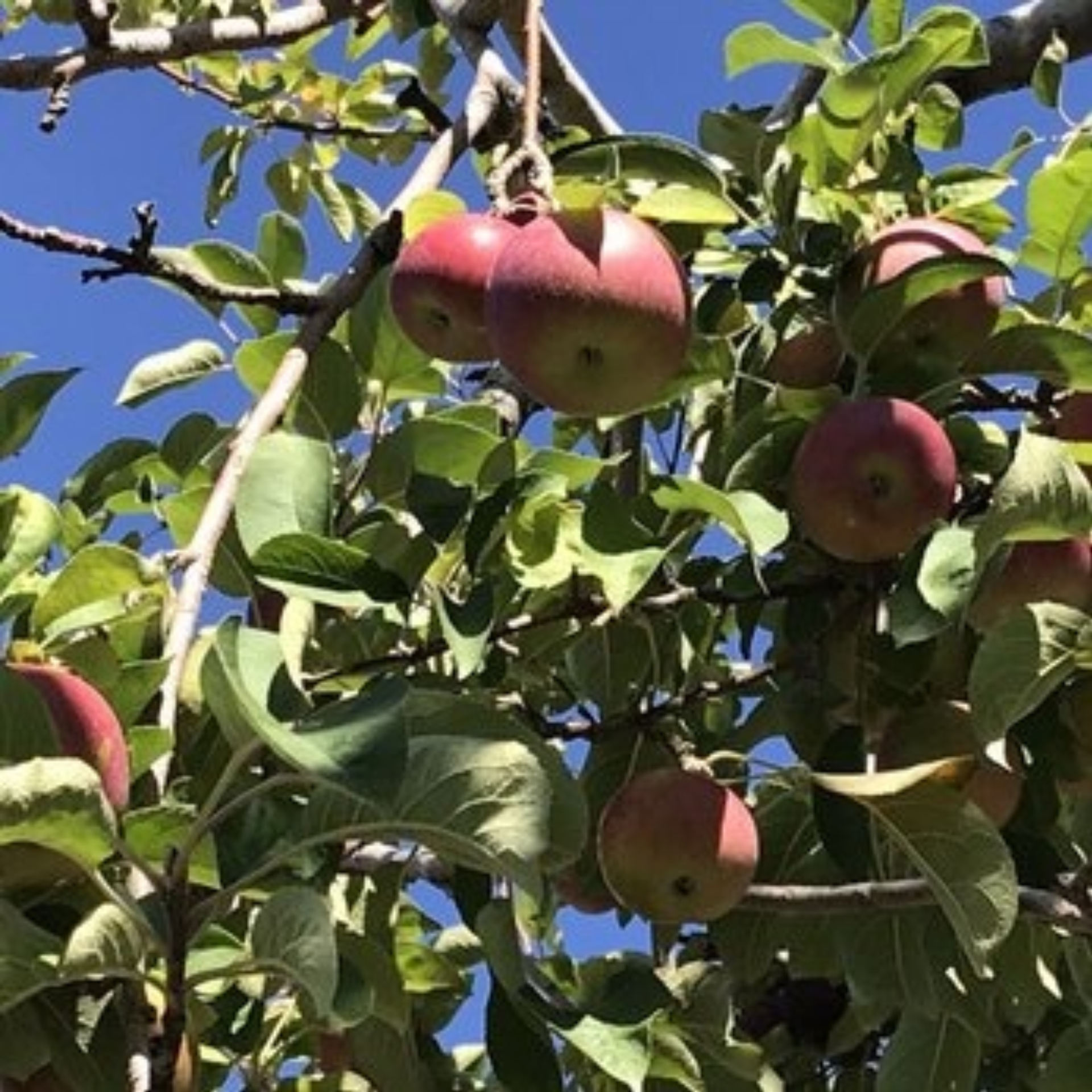 Ripe red apples hanging on tree branches under blue sky