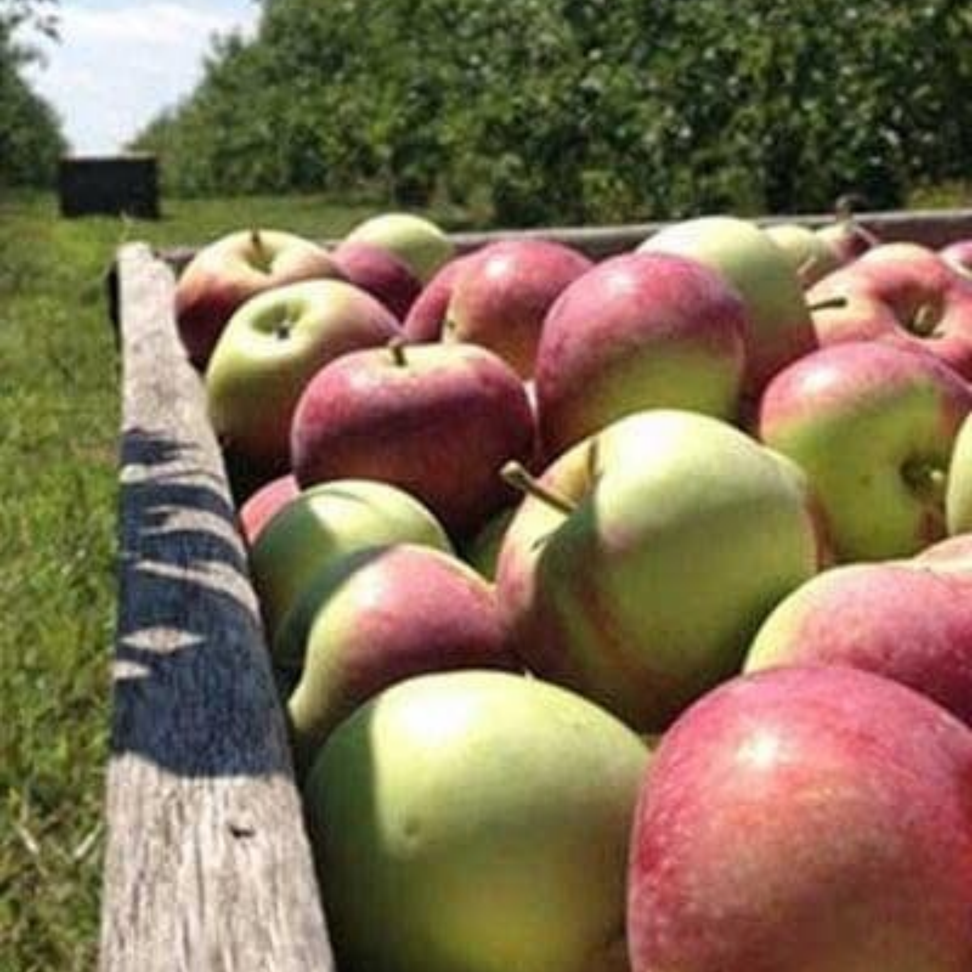 Wooden crate filled with freshly picked red apples in orchard