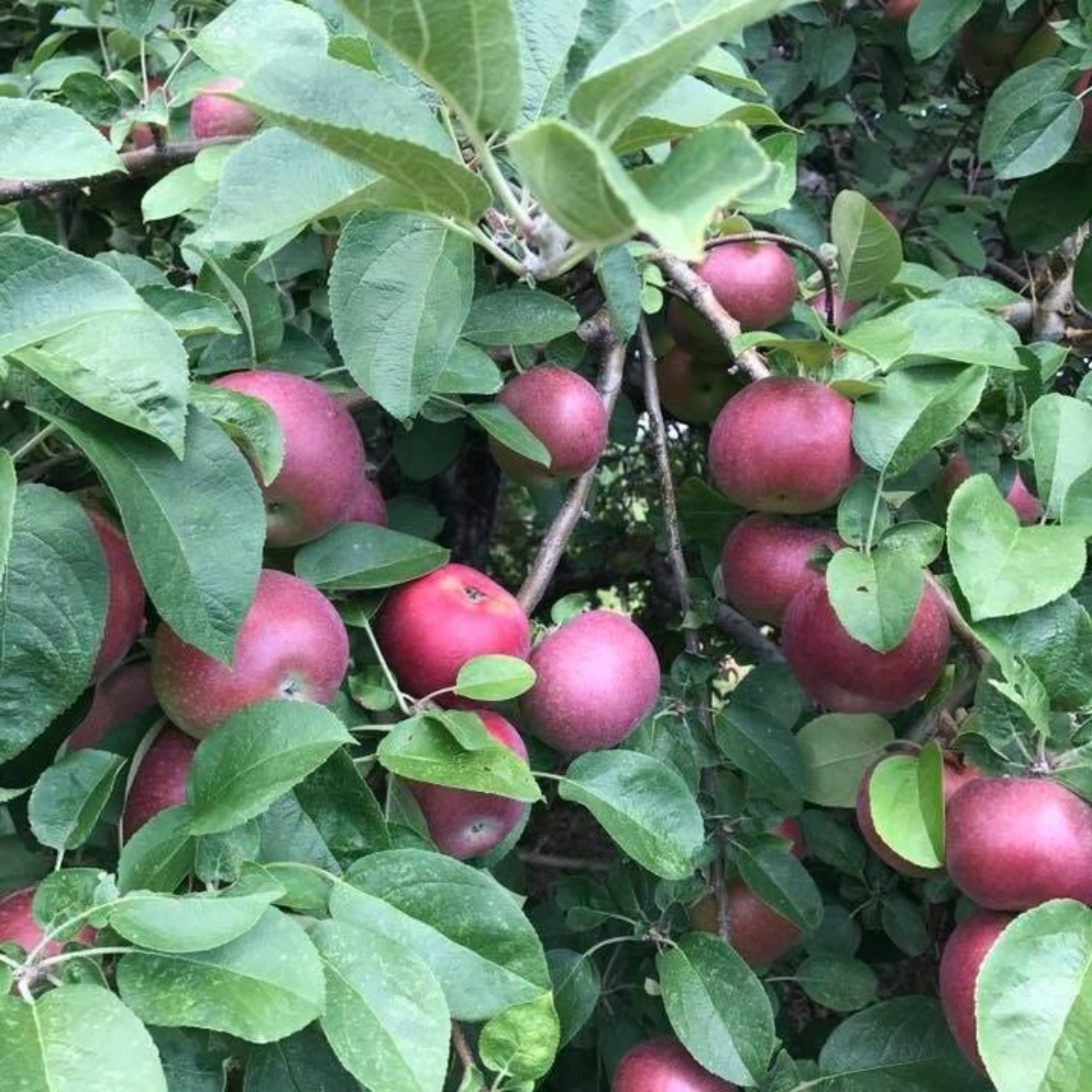Branches filled with ripe red apples among green leaves