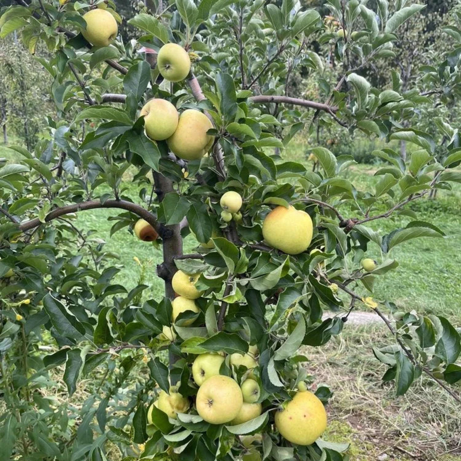 Small apple tree with yellow fruit in grassy orchard