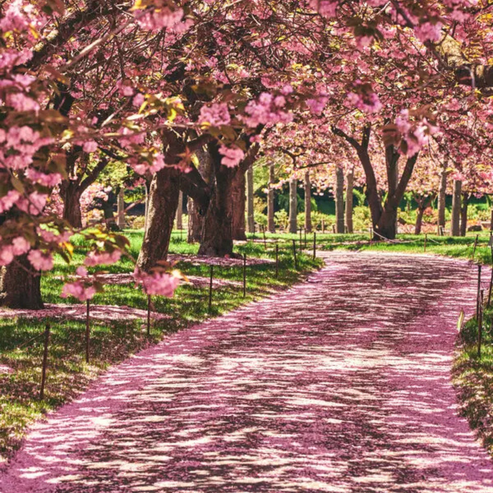 Sunlit pathway lined with blooming cherry blossom trees