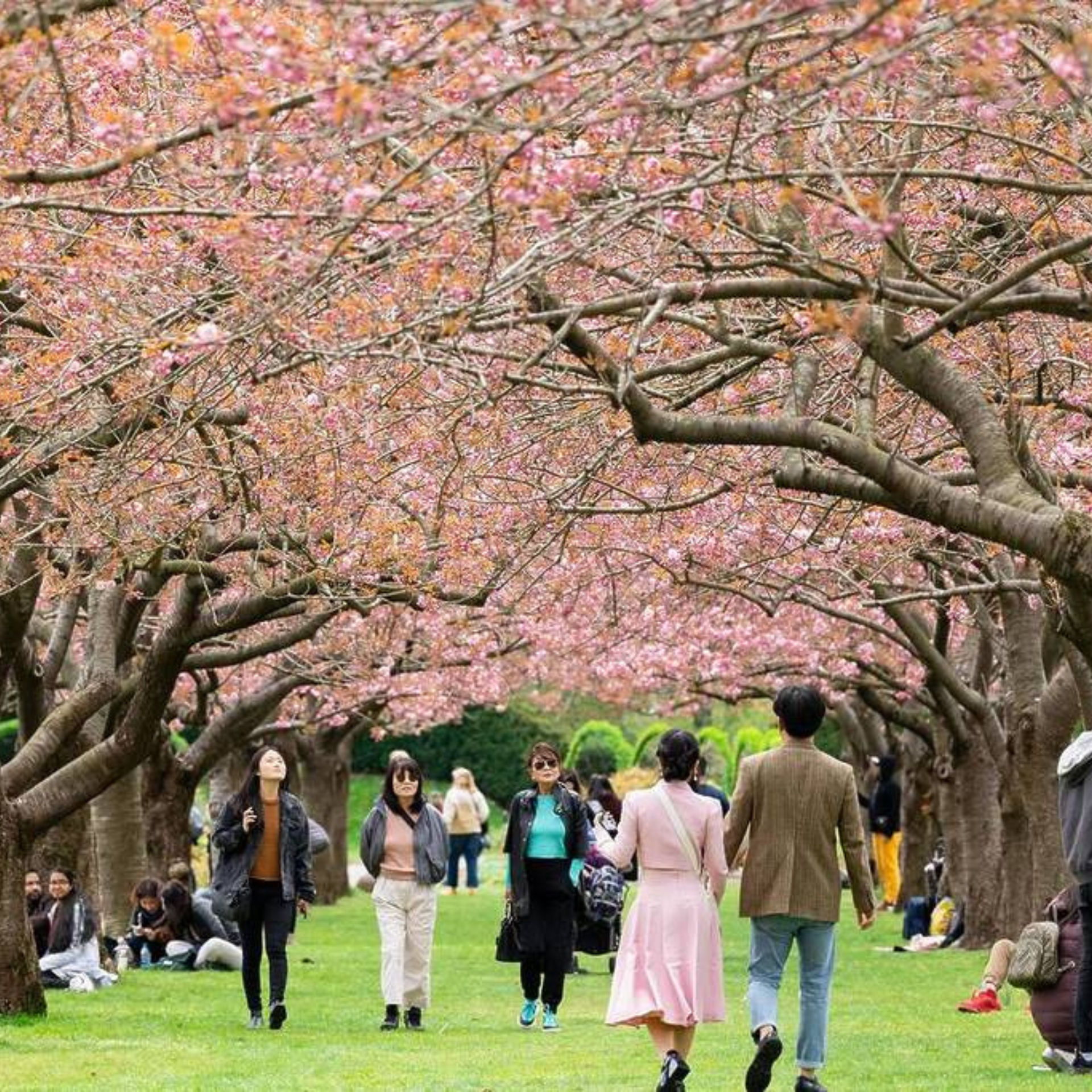 People enjoying cherry blossoms in spring park