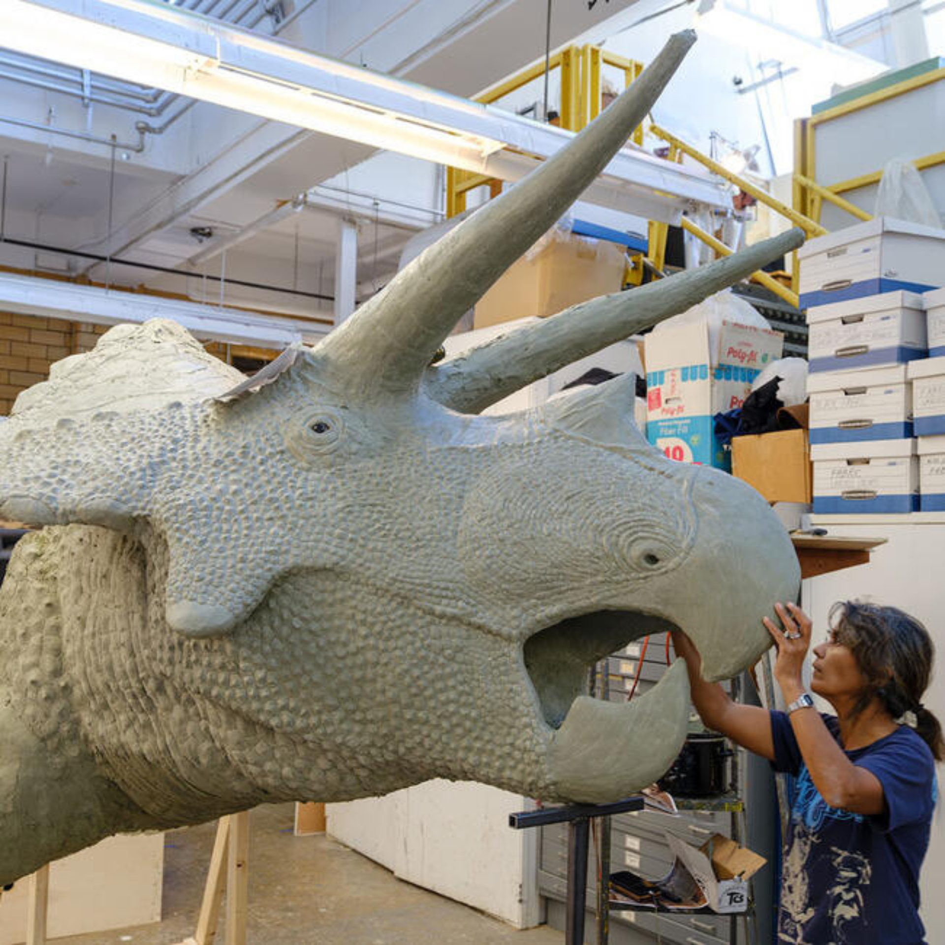 Artist works on a lifelike Triceratops model in a busy studio, sculpting its mouth area amid shelves and tools used for creating realistic prehistoric displays