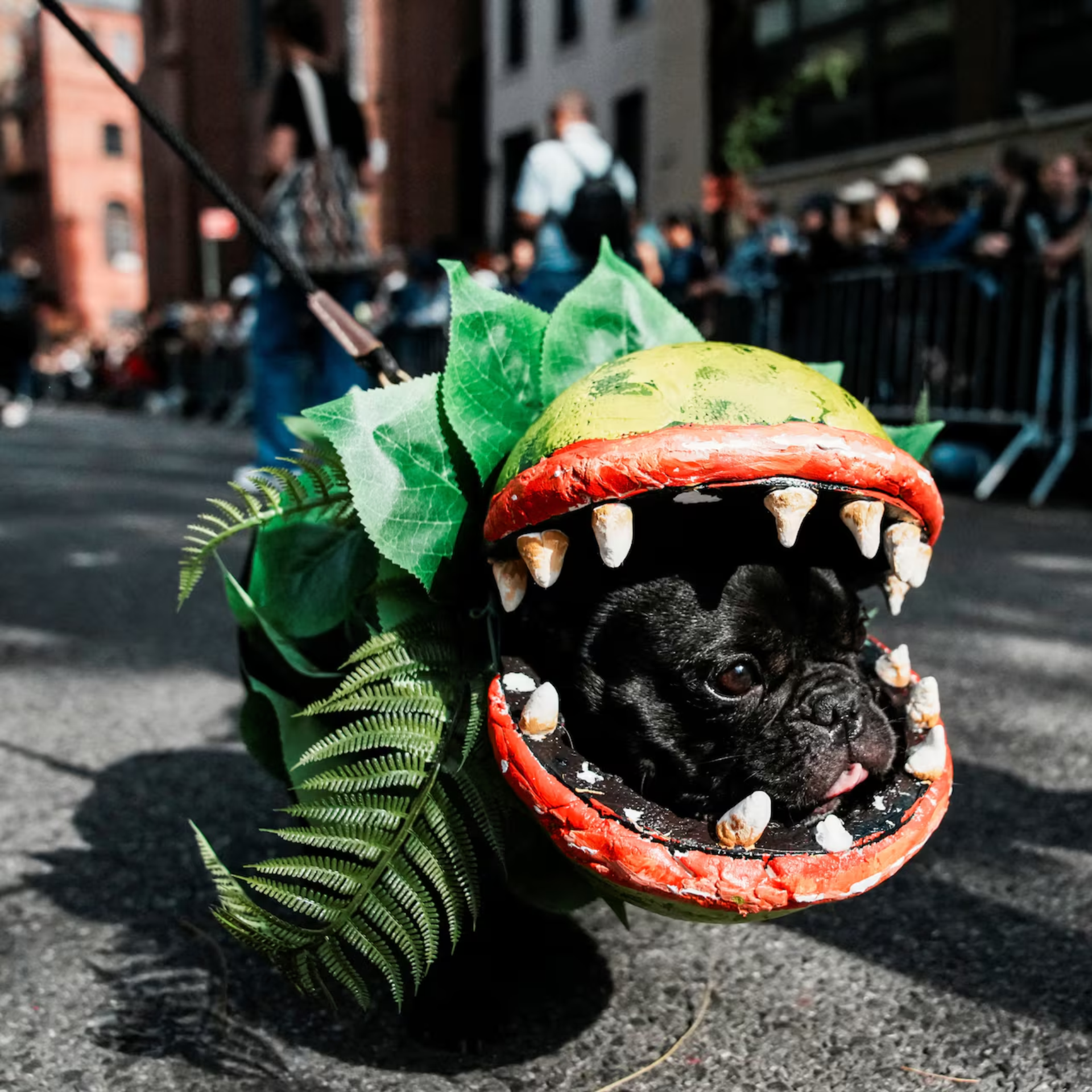 Small dog in Venus flytrap costume at outdoor event