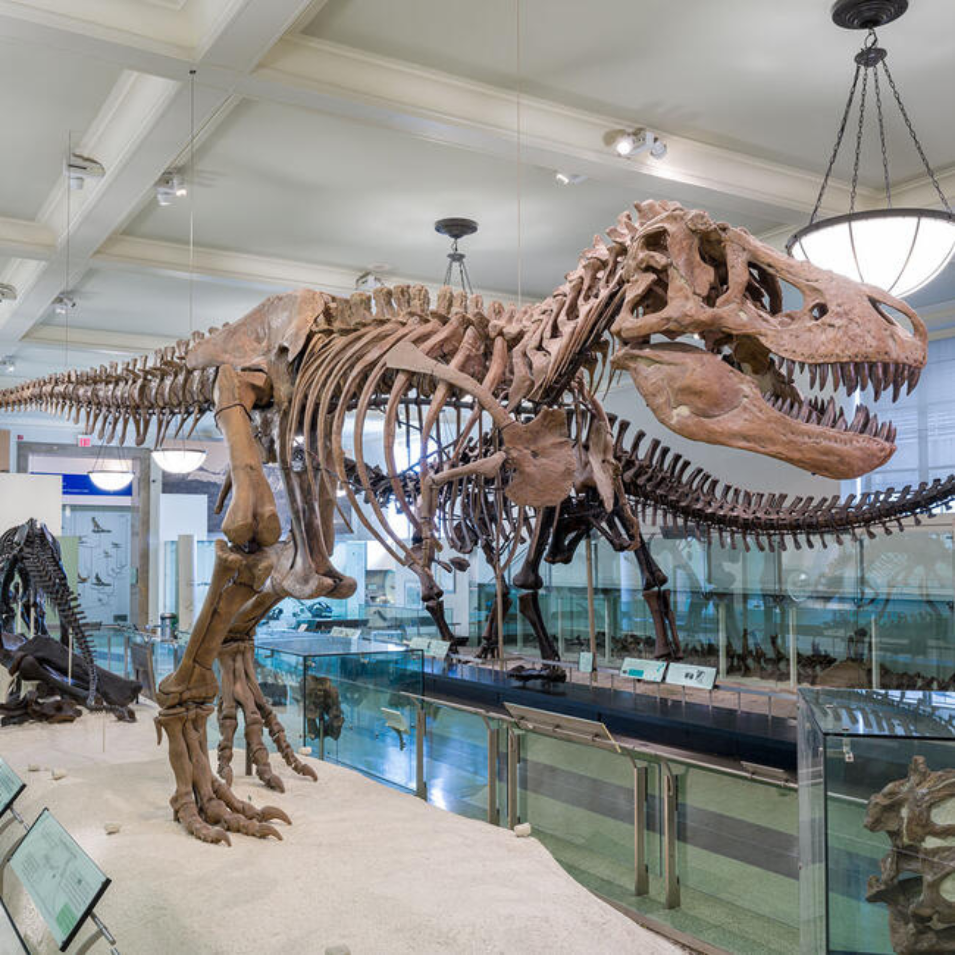 Large dinosaur skeletons on display in a museum, including a T. rex and a long-necked sauropod