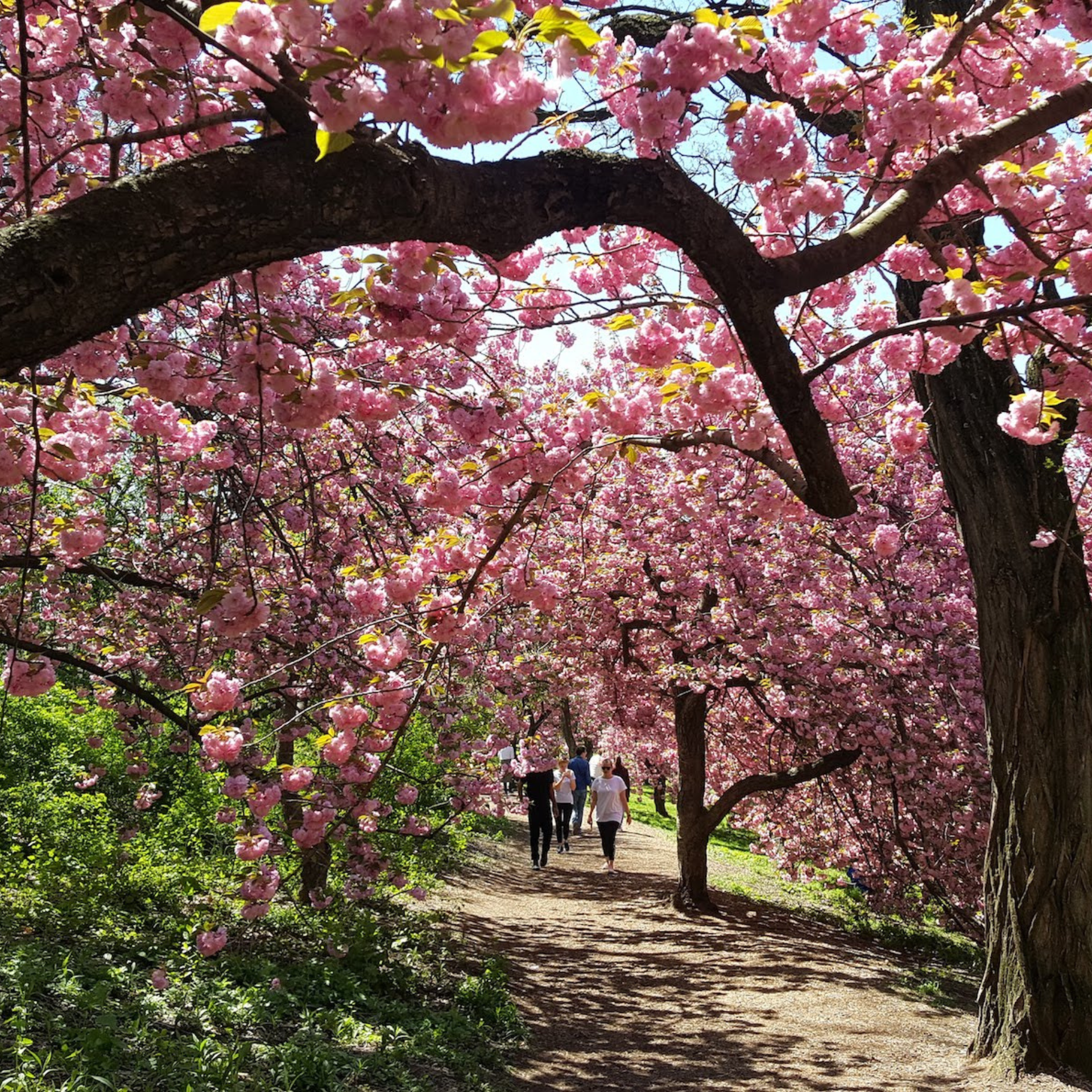 Scenic path lined with cherry blossom trees in full bloom, with people walking beneath the pink canopy