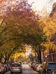 NYC Labor Day autumn street with cars parked under canopy of yellow, orange, and red foliage beside brick buildings, seasonal neighborhood walk featured in Things to Do in NYC This September: 24 Free & Ticketed Events and daily things to do in NYC any day